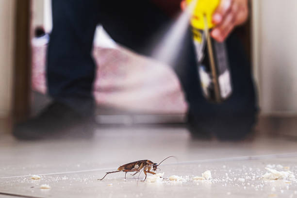 Insect Control in Westport, NC